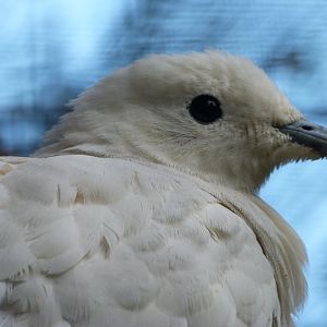 Silver-tipped imperial pigeon -Zoo Plzeň (2025)