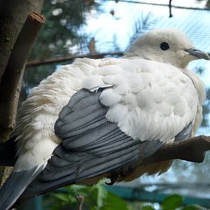 Silver-tipped imperial pigeon -Zoo Plzeň (2025)