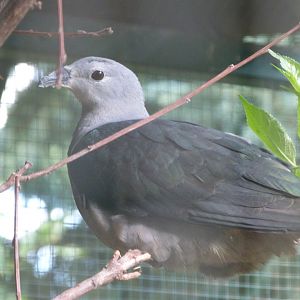 Pacific imperial-pigeon -Zoo Plzeň (2025)