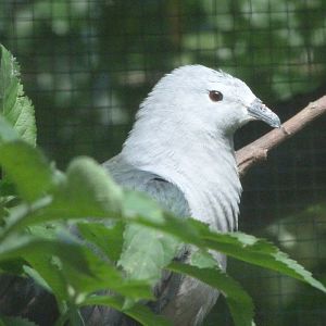Pacific imperial-pigeon -Zoo Plzeň (2025)