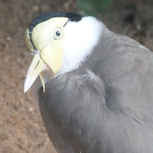 Masked lapwing -Zoo Plzeň (2025)