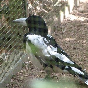 Hooded butcherbird -Zoo Plzeň (2025)