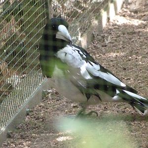 Hooded butcherbird -Zoo Plzeň (2025)