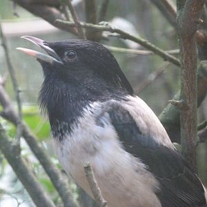 Rosy starling -Zoo Plzeň (2025)