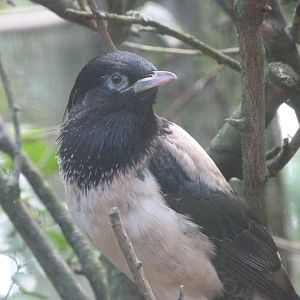 Rosy starling -Zoo Plzeň (2025)