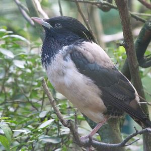 Rosy starling -Zoo Plzeň (2025)