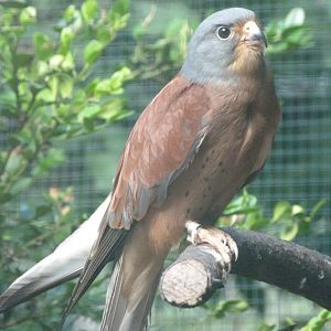 Lesser kestrel -Zoo Plzeň (2025)