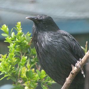 Spotless starling -Zoo Plzeň (2025)