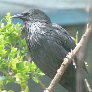 Spotless starling -Zoo Plzeň (2025)