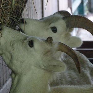 Dall sheep -Zoo Plzeň (2025)