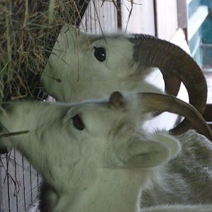 Dall sheep -Zoo Plzeň (2025)