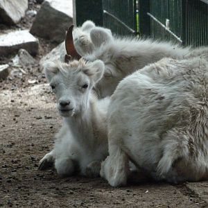 Dall sheep -Zoo Plzeň (2025)