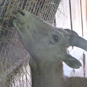 California bighorn sheep -Zoo Plzeň (2025)
