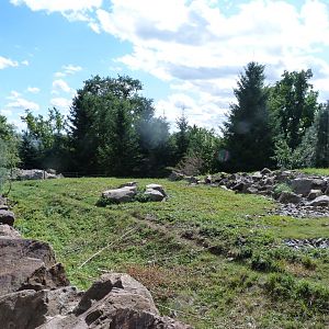 California bighorn sheep exhibit -Zoo Plzeň (2025)