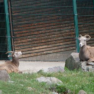California bighorn sheep -Zoo Plzeň (2025)