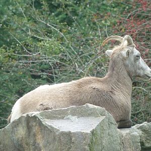 California bighorn sheep -Zoo Plzeň (2025)