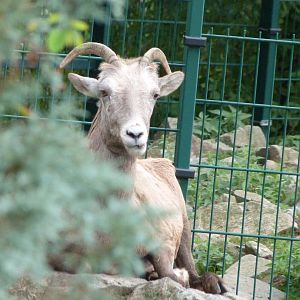 California bighorn sheep -Zoo Plzeň (2025)