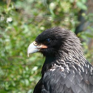 Stirated caracara -Zoo Plzeň (2025)