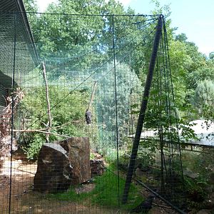 Stirated caracara exhibit -Zoo Plzeň (2025)