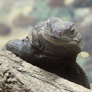 Spiny chuckwalla -Zoo Plzeň (2025)