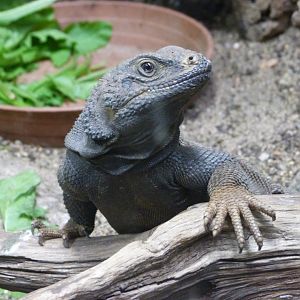 Spiny chuckwalla -Zoo Plzeň (2025)