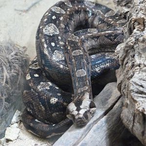 Mexican west coast boa -Zoo Plzeň (2025)