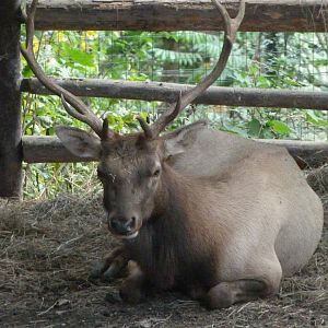 Tule wapiti -Zoo Plzeň (2025)