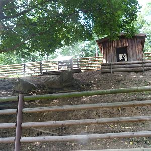 Girgentana goat exhibit -Zoo Plzeň (2025)