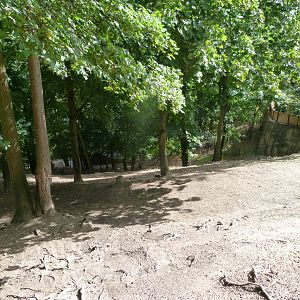 Soay sheep exhibit -Zoo Plzeň (2025)