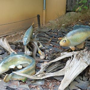 Fish statues -Zoo Plzeň (2025)