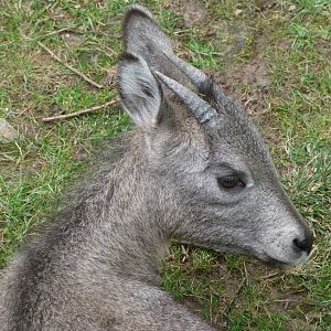 Central Chinese goral -Zoo Plzeň (2025)