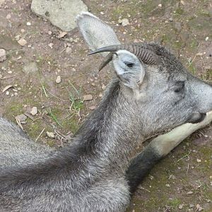 Central Chinese goral -Zoo Plzeň (2025)