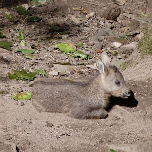 Central Chinese goral -Zoo Plzeň (2025)