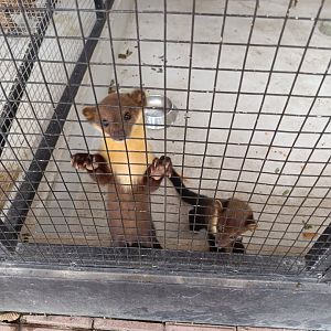 Jasmine Park - Yellow-throated Marten (Martes flavigula)