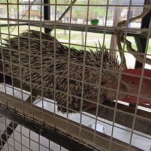 Jasmine Park - Prehensile-tailed Porcupine (Coendou prehensilis)