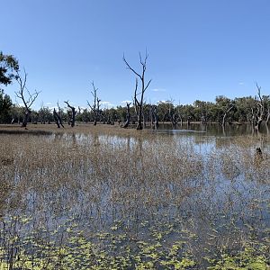 Gum Swamp