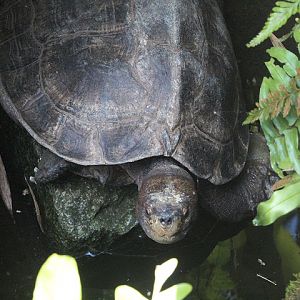 Giant Asian pond turtle (Heosemys grandis)