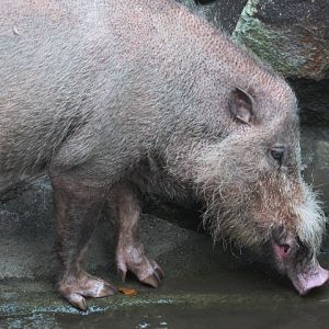 Sumatran bearded pig (Sus barbatus oi)