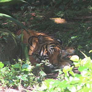 Malayan tiger (Panthera tigris 'jacksoni')