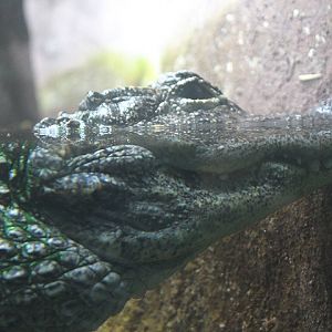 Chinese alligator (Alligator sinensis)