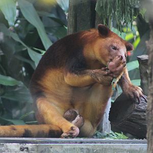 Goodfellow's tree-kangaroo (Dendrolagus goodfellowi)