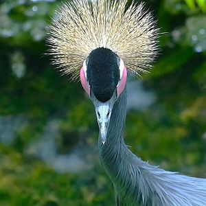 Black Crowned Crane (Balearica pavonina)