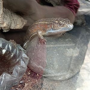 Jasmine Park - Sudan Plated Lizard (Broadleysaurus major)
