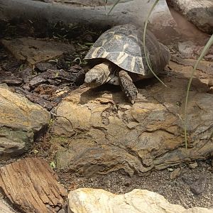 Jasmine Park - Hermann's Tortoise (Testudo hermanii)