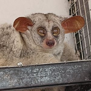 Jasmine Park - Silvery Greater Galago (Otolemur monteiri)