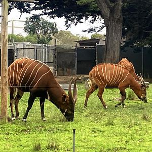 Eastern mountain Bongo