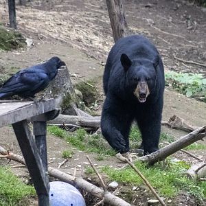 American Black Bear and Common Raven