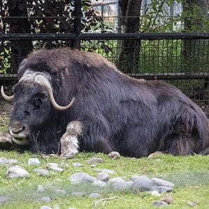 Musk Ox