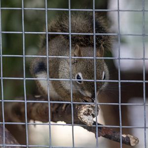 American Red Squirrel