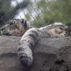 Snow Leopard